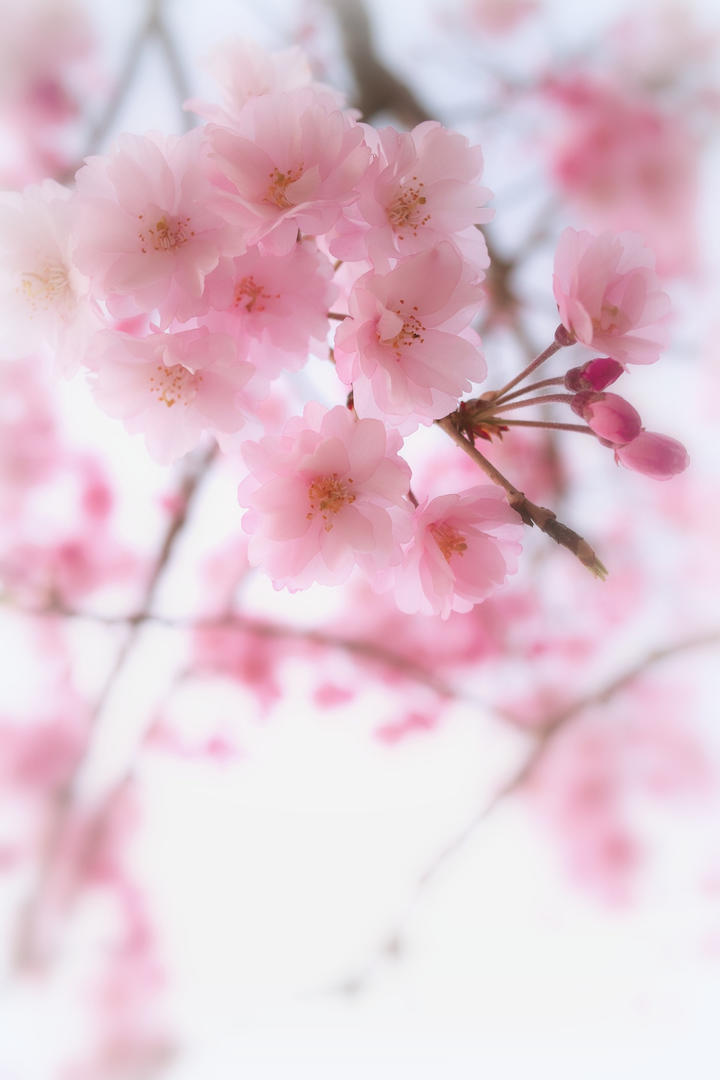 格林受伤